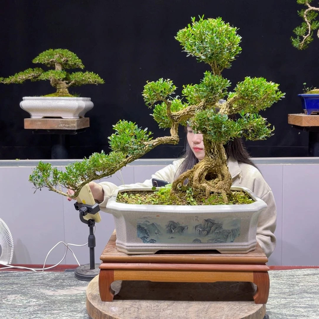 四季常青老桩黄杨盆景