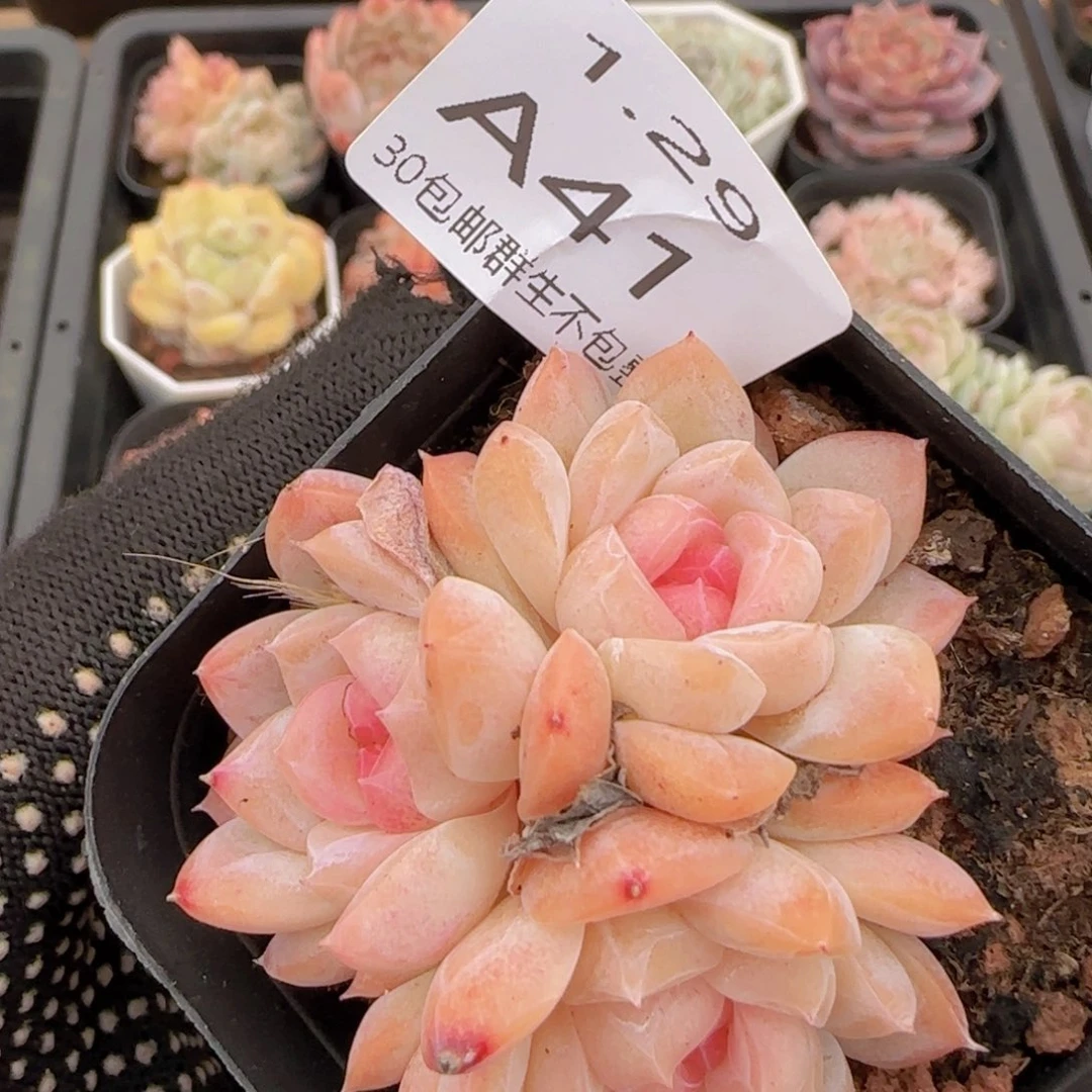 珍妮三头一颗脱土发货