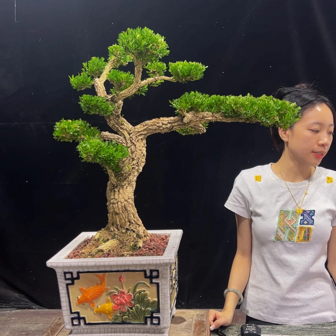 无花朵广东黄杨四季常青