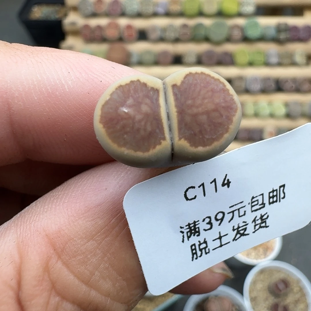 114多肉哈哈哈哈哈哈哈