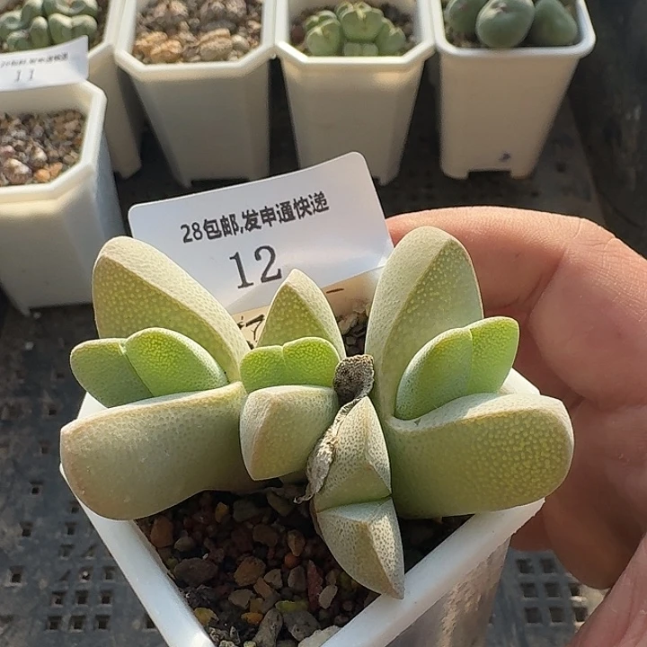 12 蟹钳。