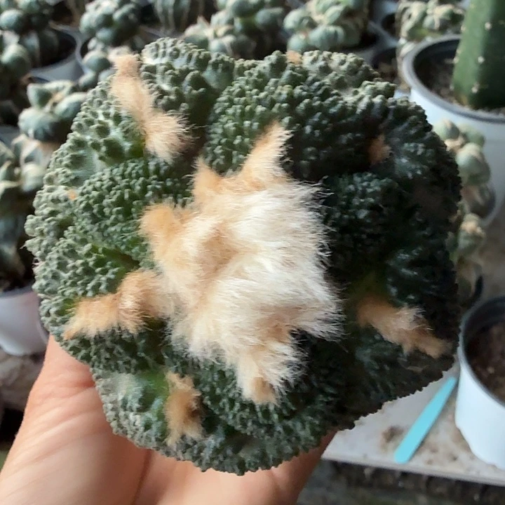 无花朵614细密尤菜花牡丹