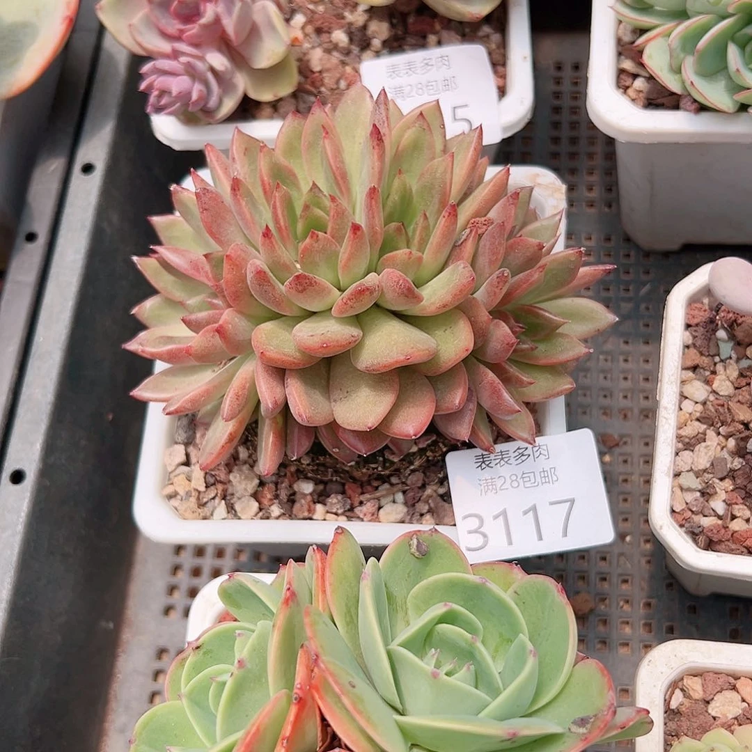蝎***子多肉一物一拍植物3117