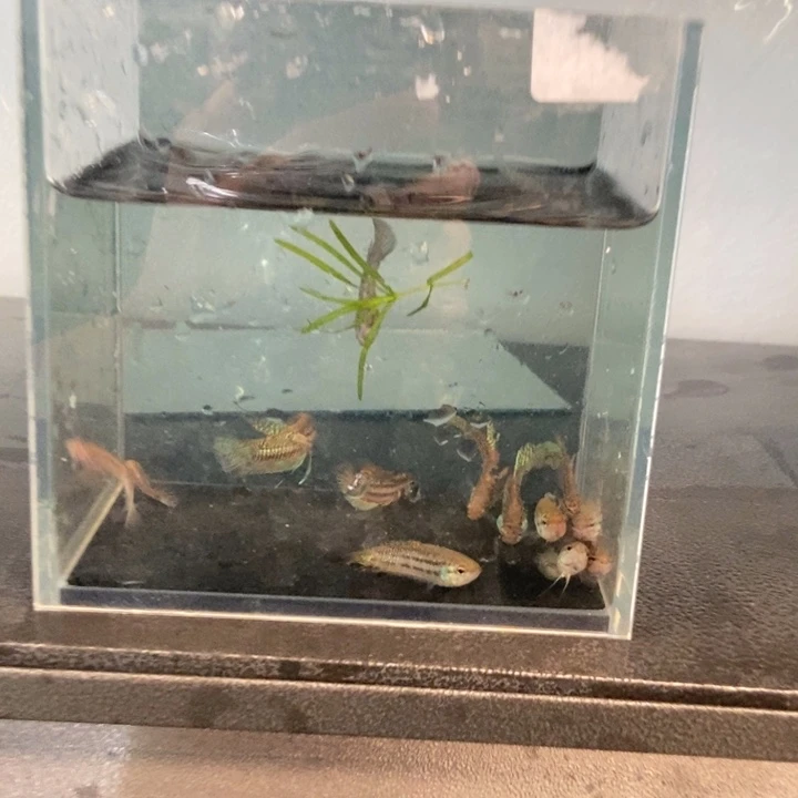 斗鱼包活不包损所见即所得143