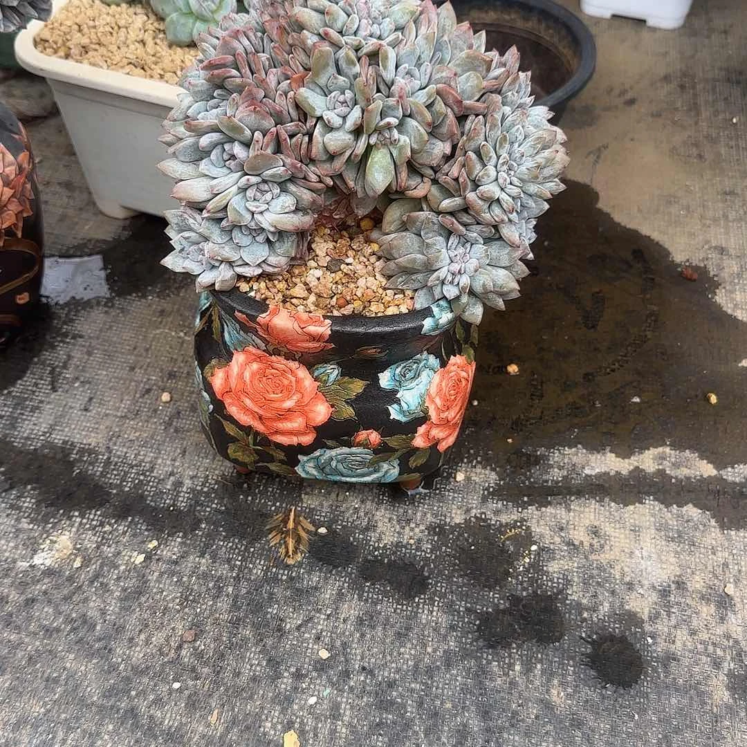 S***练小鼠姐专拍多肉植物