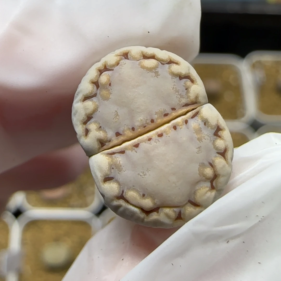 12.4.c217饼干.9020尺寸1.cm