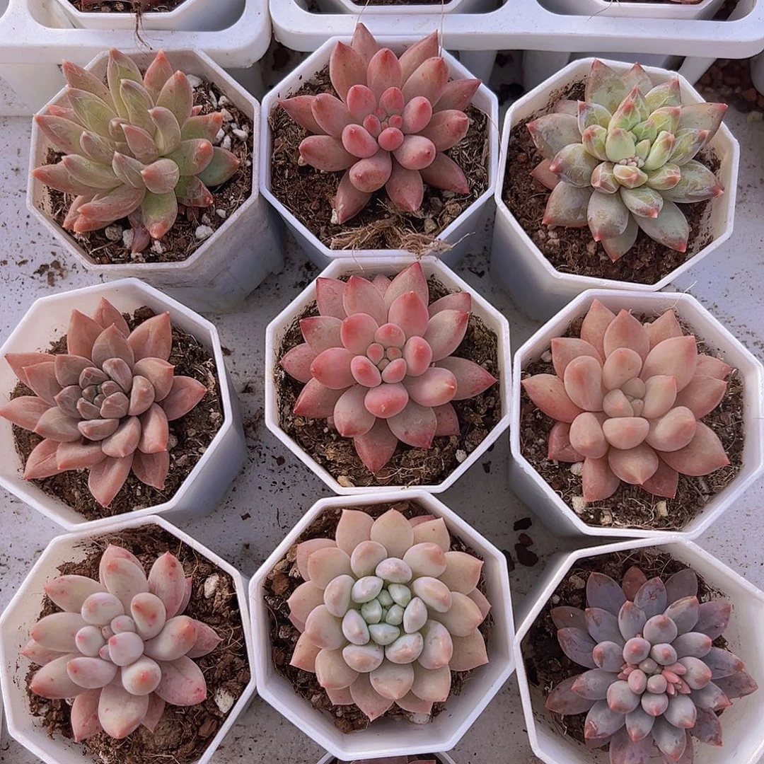 美人组合10盆19包邮多