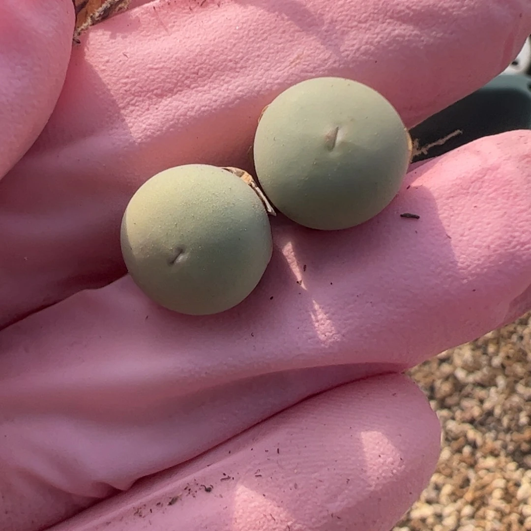 和****红544 好看的多肉冲冲冲