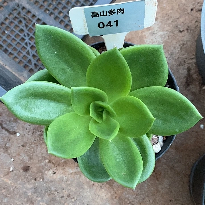 41直播福利翠花13