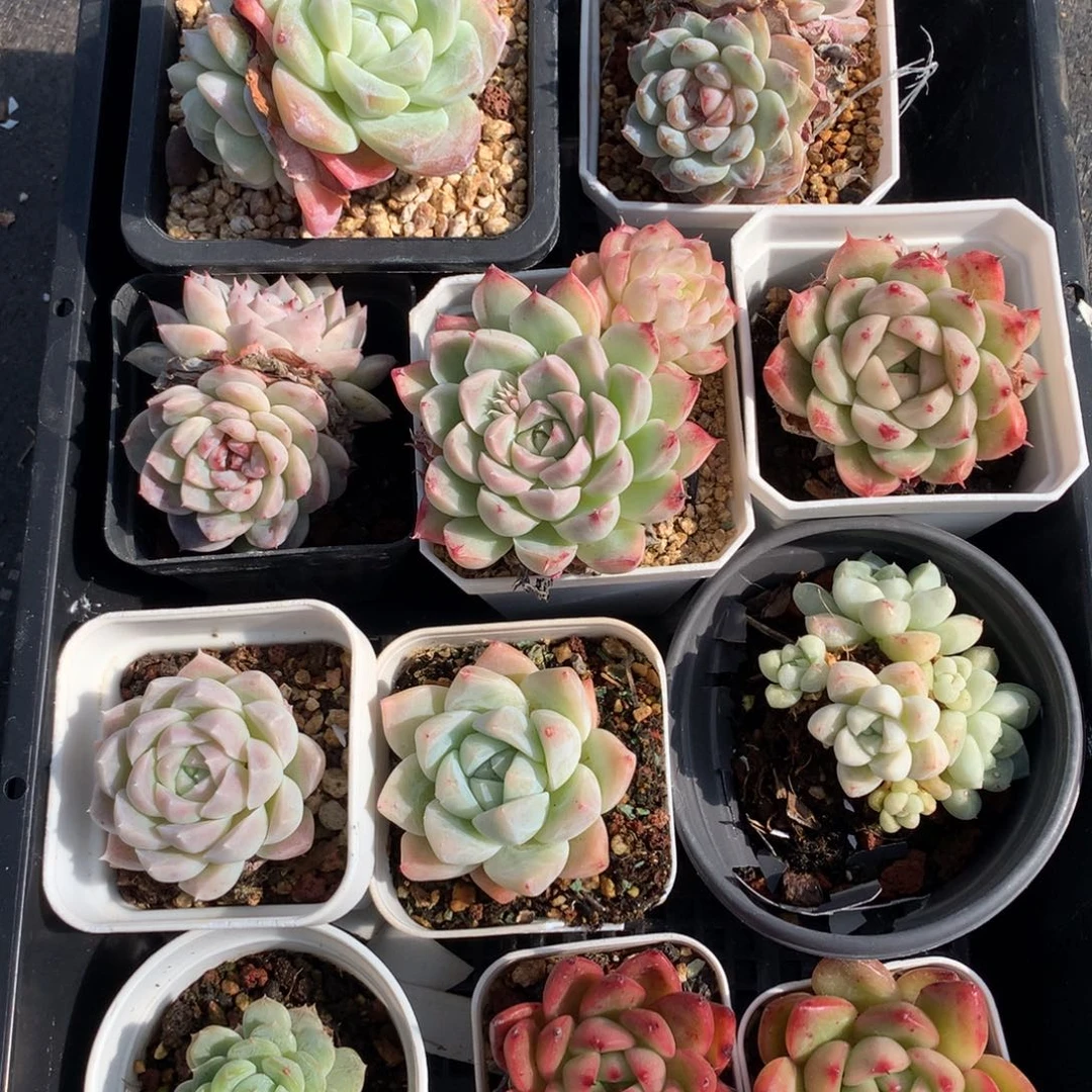 1218-18 套餐一组