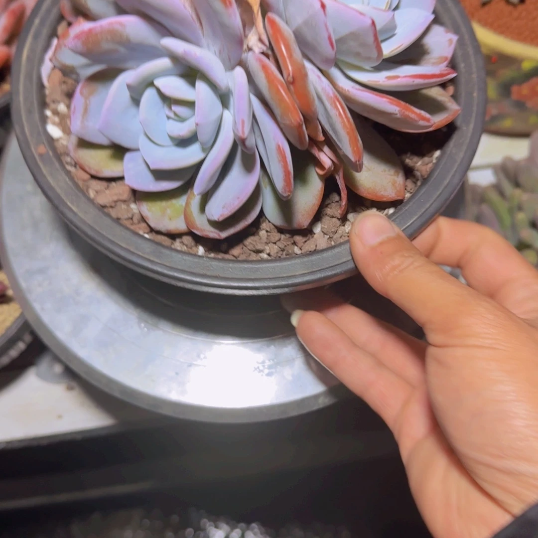 川***个多肉植物一物一拍