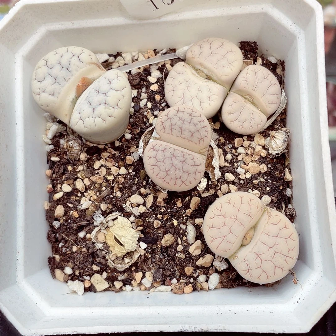 生石花满18包邮1007-353