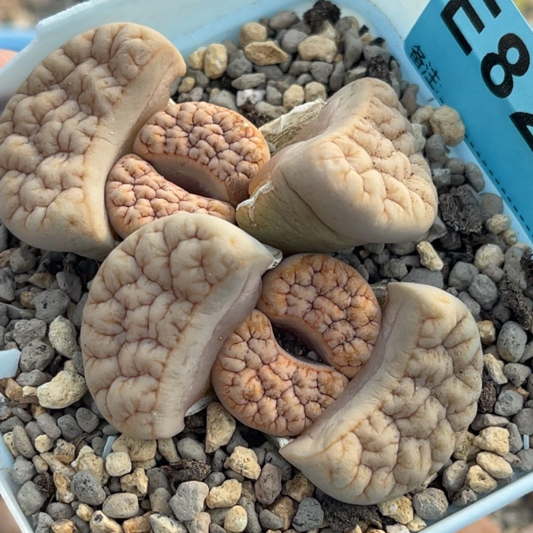 8232双头凹凸铁189一颗