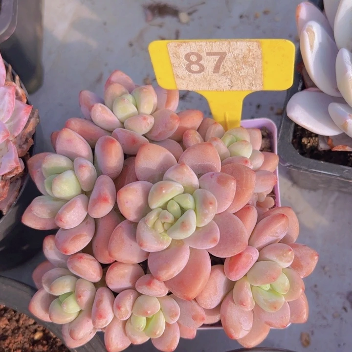 健健康康平平安安