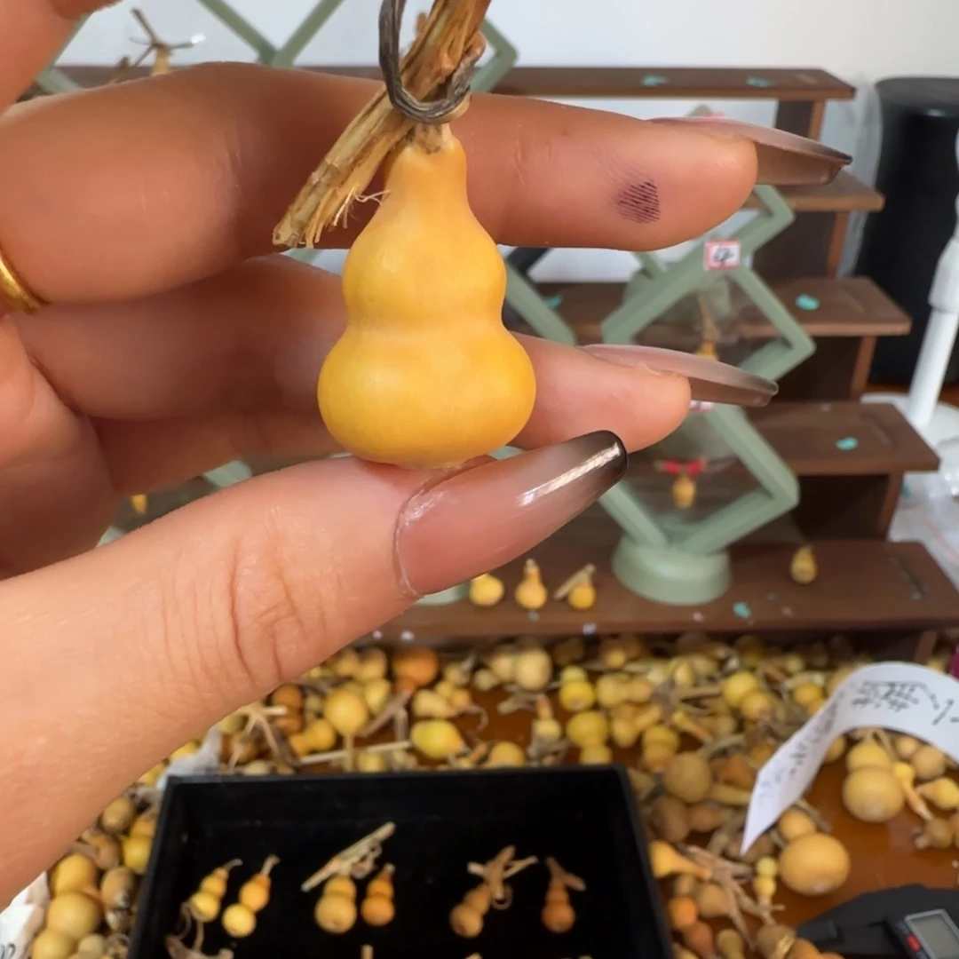 天然草里金小葫芦