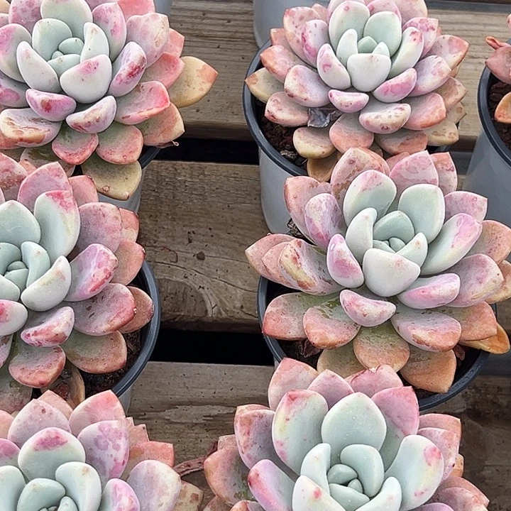 团  028  大单头花斑露