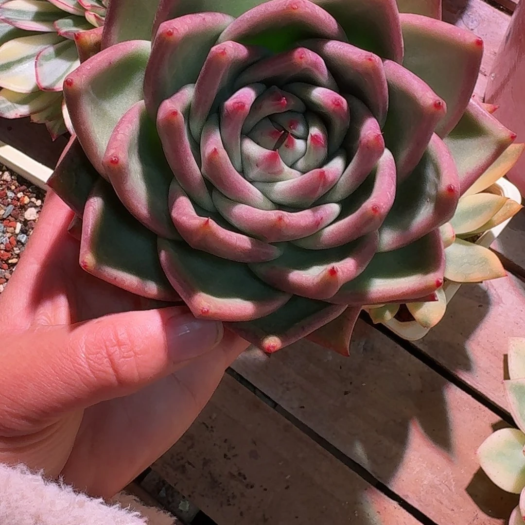 八爪鱼东云多肉多肉多肉