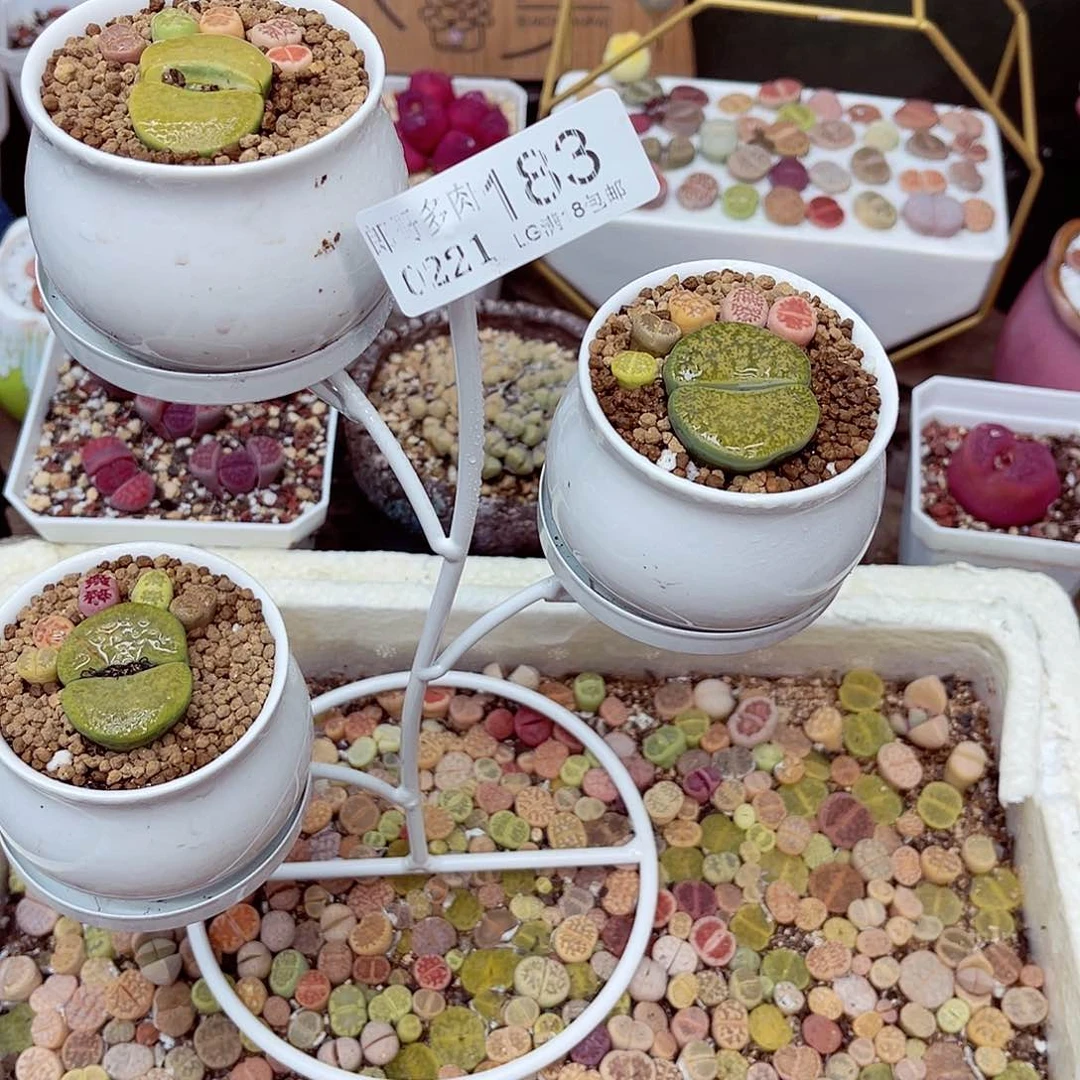 生石花满18包邮21-183