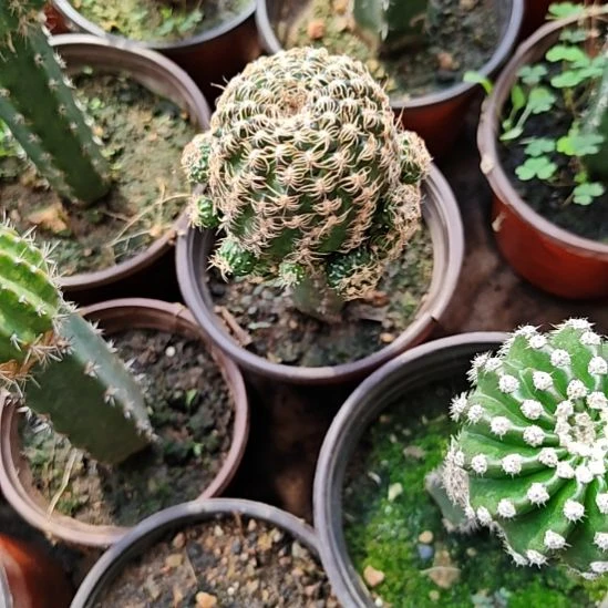 丽花秀普嫁接仙人球特8