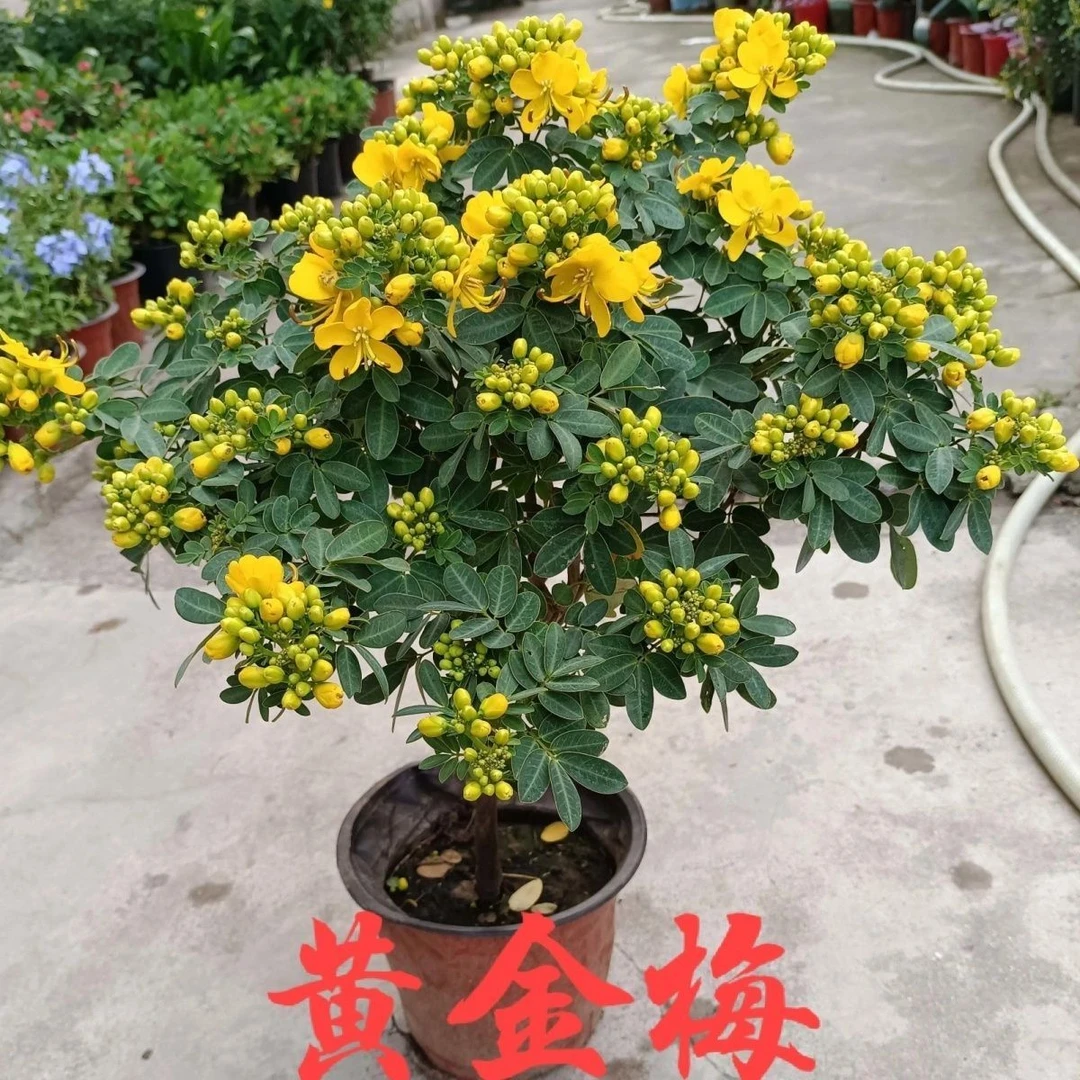 【黄金梅带花苞发货】黄金梅盆栽木本植物多年生花卉室内外开花庭院