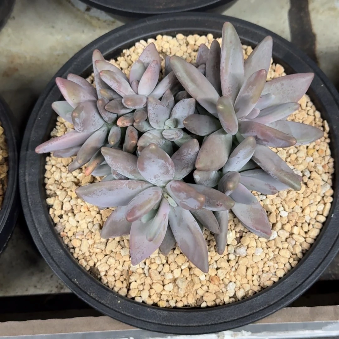 企鹅 群生 10头  一物一拍