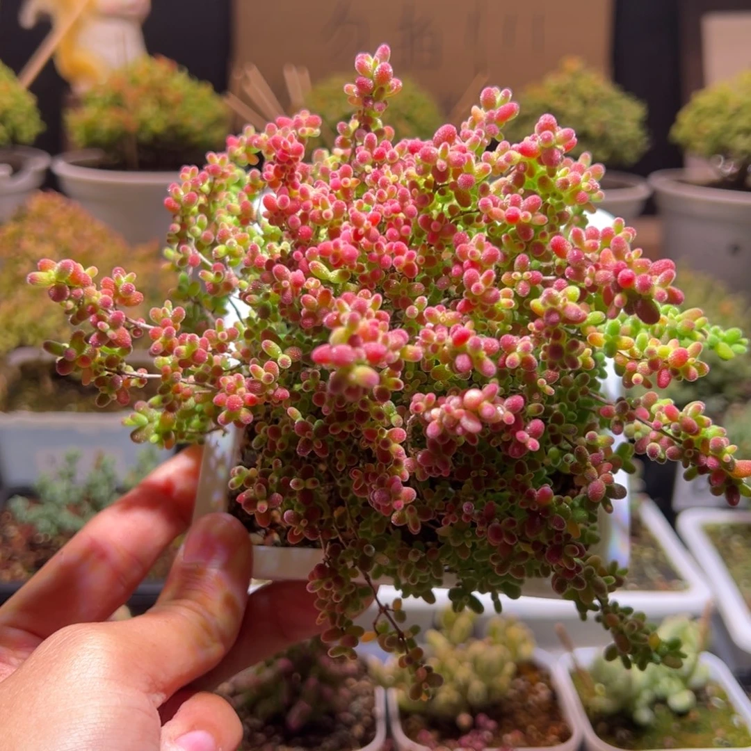 173蜜橘一物一拍包开箱