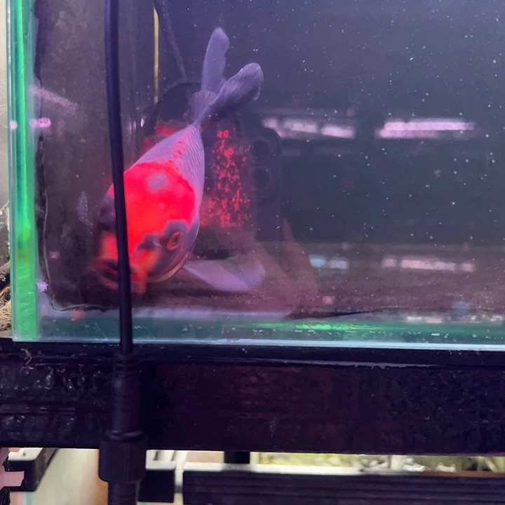 蝴蝶鲤鱼29号缸，一物一拍，非死不退不换