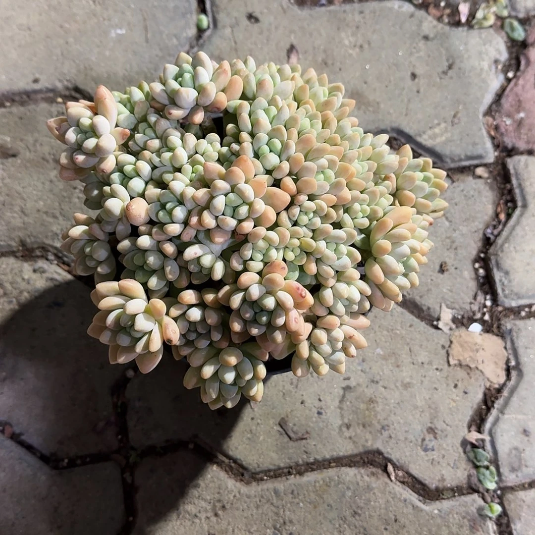 大号奶酪蛋糕多肉植物