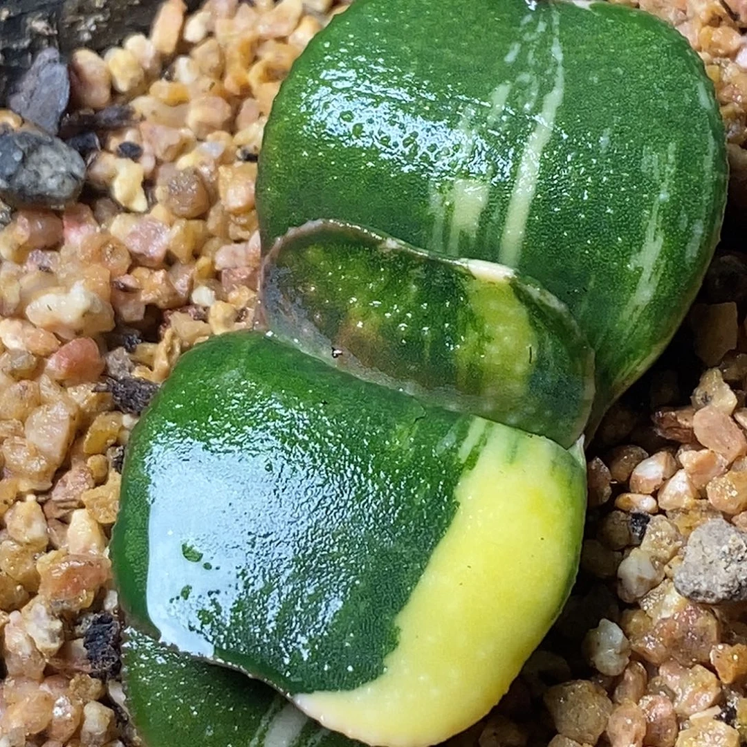 不带盆脱土裸根发货