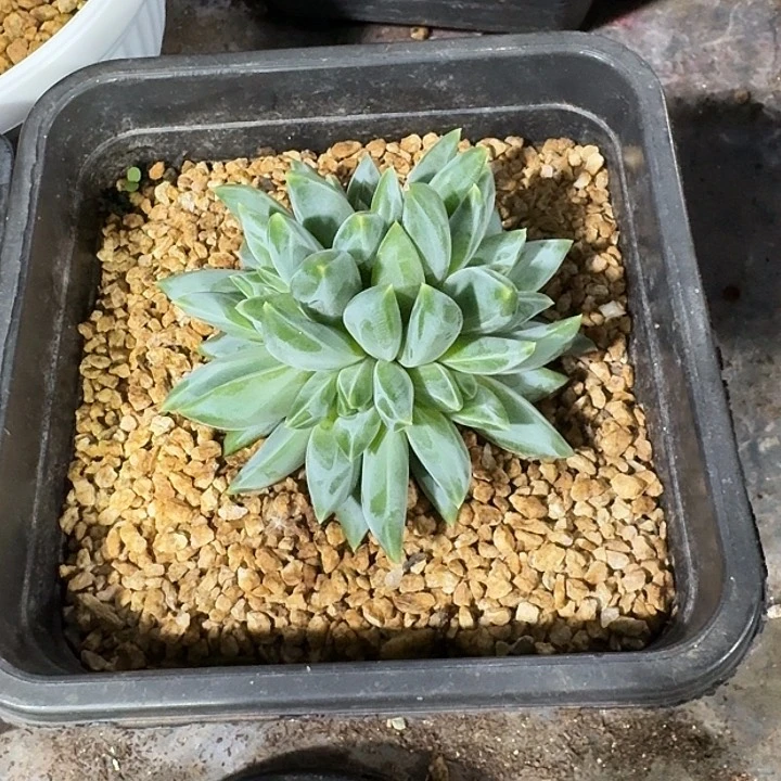 翻叶美人优选多肉植物