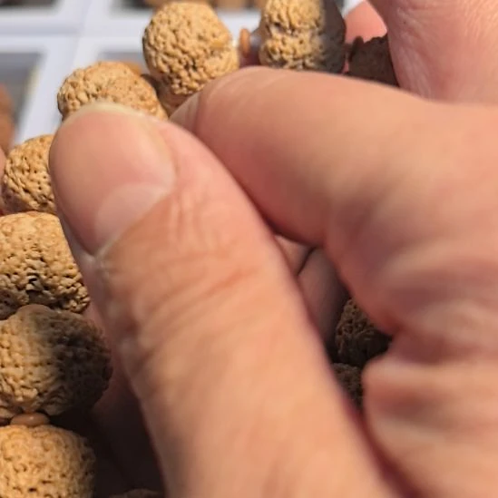 金刚菩提手串菠萝蜜大金刚手串，全品无黄，精挑细选