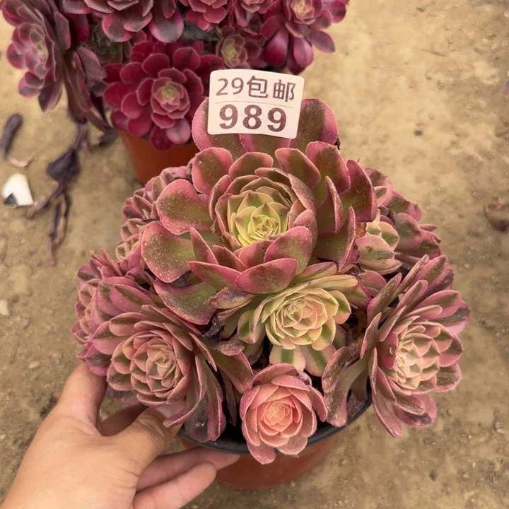 万白……多肉植物……