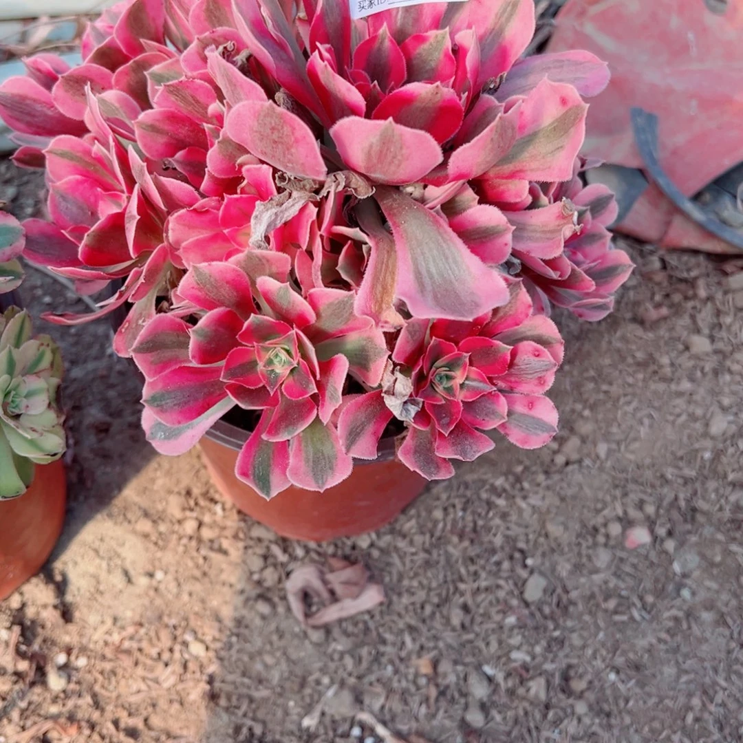 475粉女巫多肉植物法师