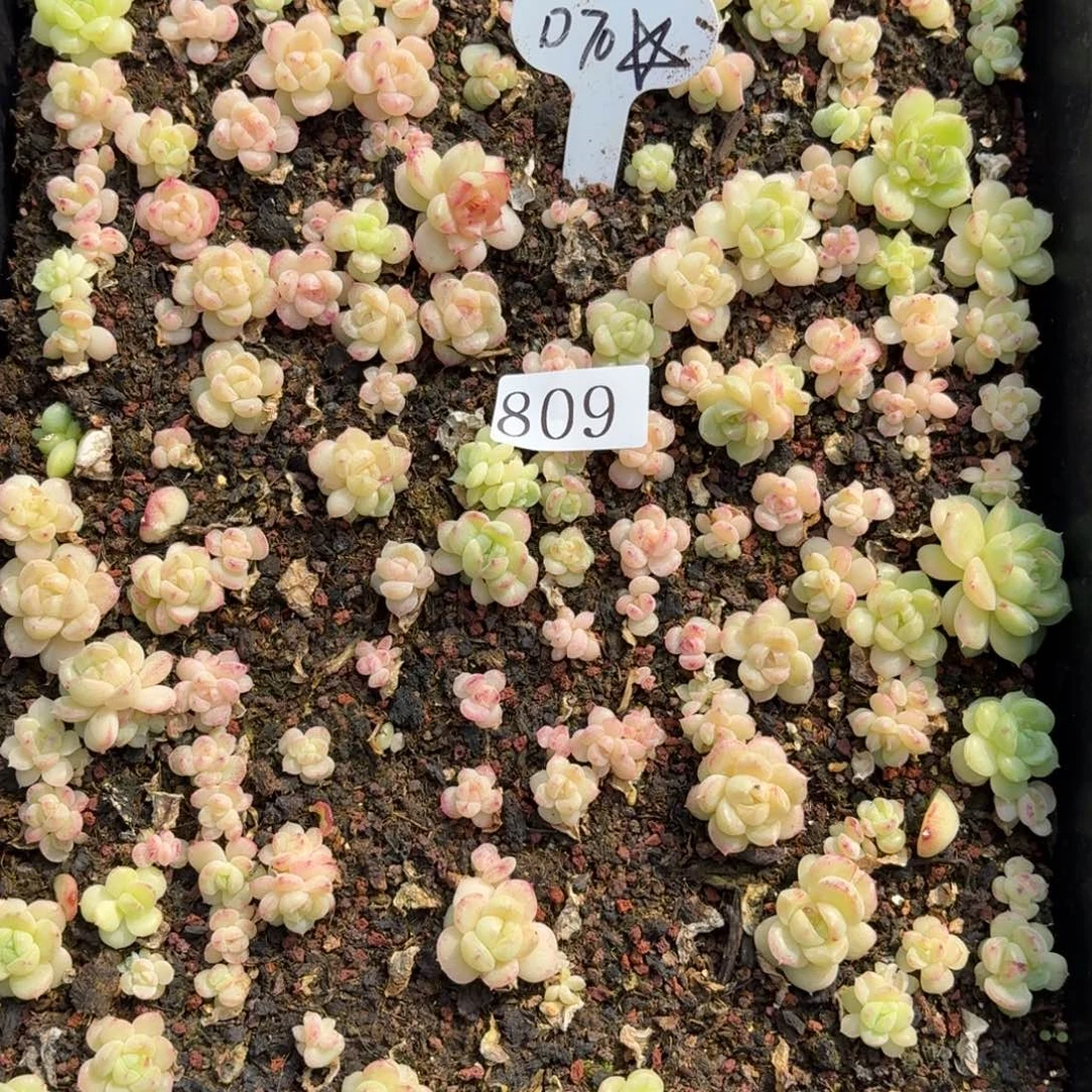 O***多肉植物多肉植物809