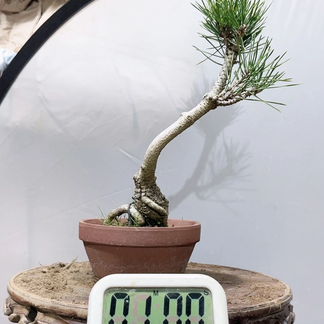 （**）高端盆栽黑松