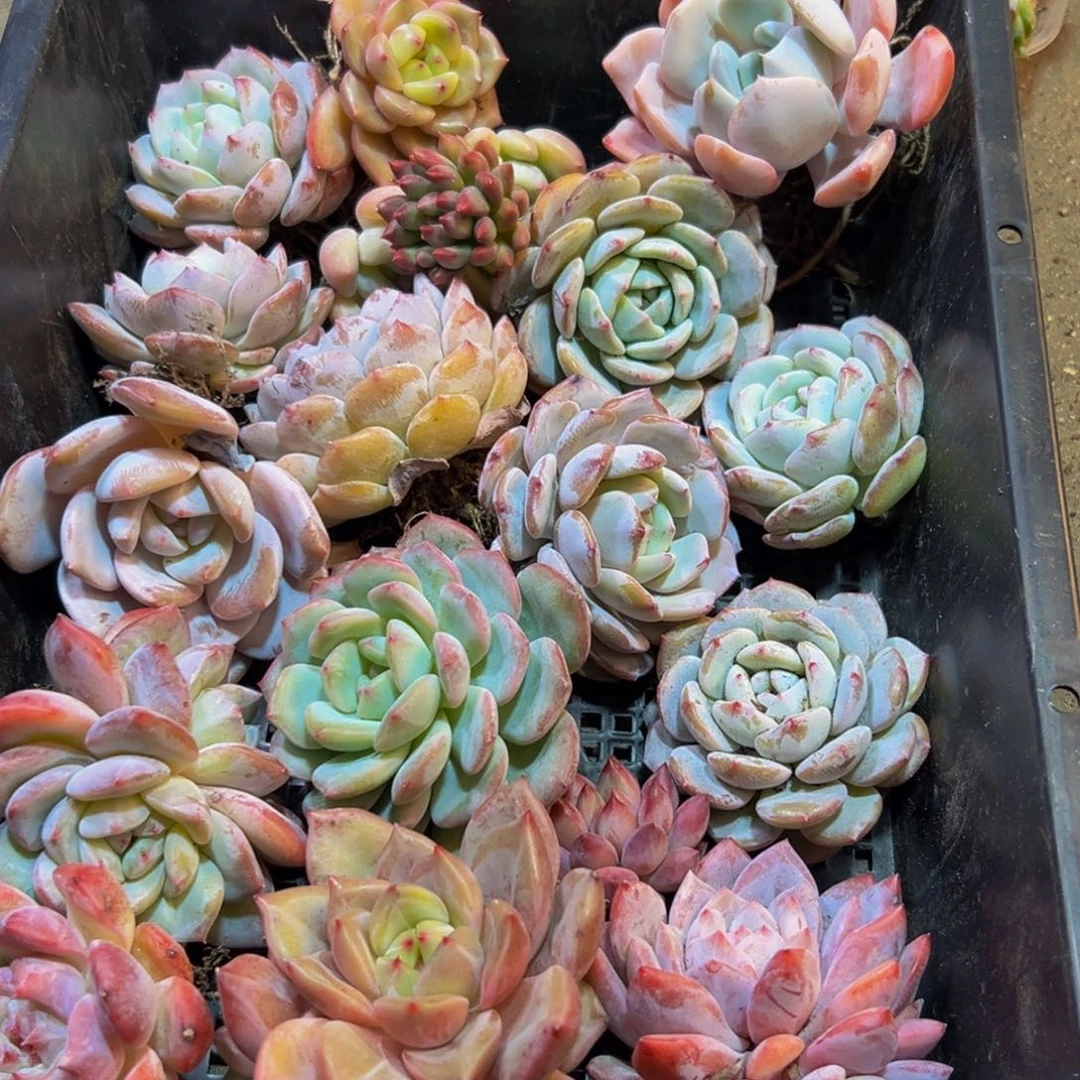 096大热天大风大浪都