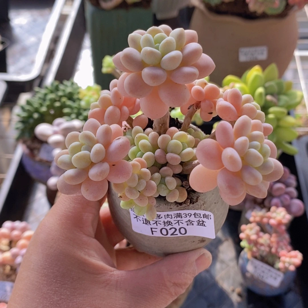 洛可可8cm020多肉植物