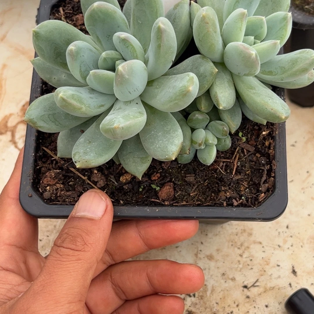 美人系优选多肉植物578