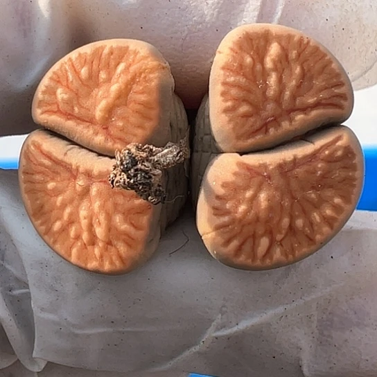 2214.红窗菊1111111