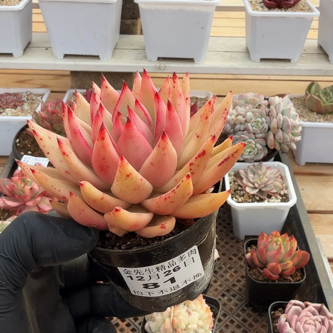 1226-82樱花玛丽亚锦