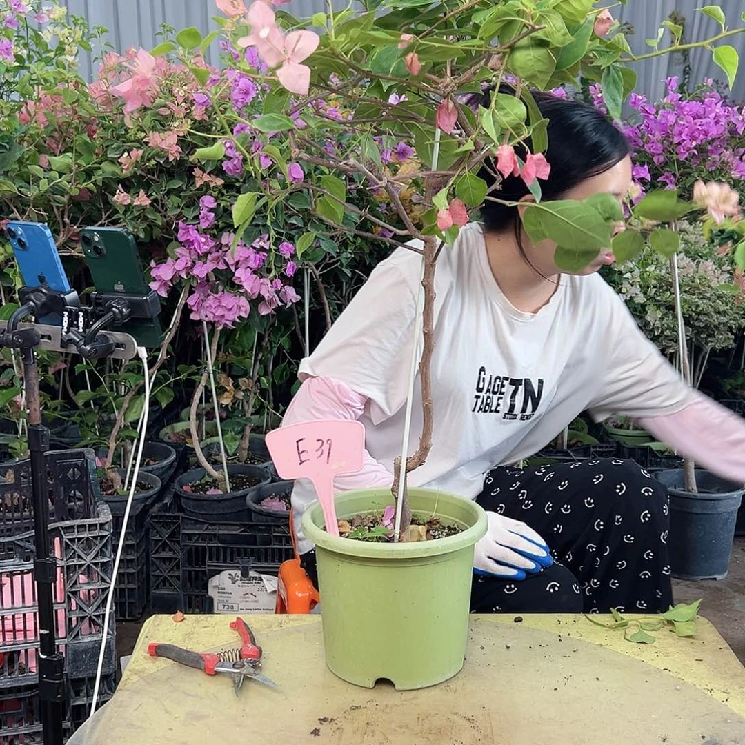 三***珠大部分花苞少量开放E39橙粉公主