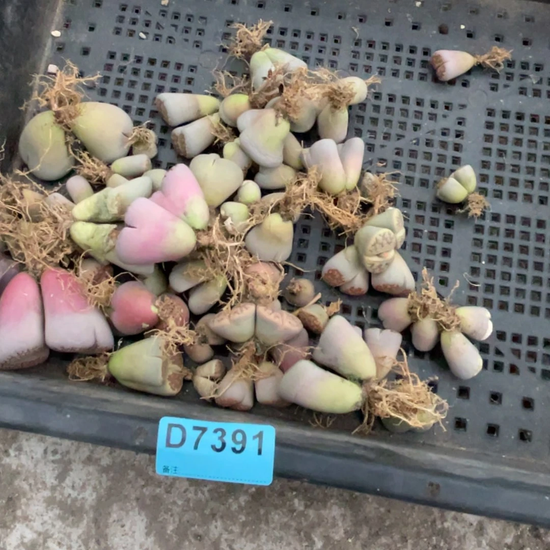 晴***璃7391筐福利不售后