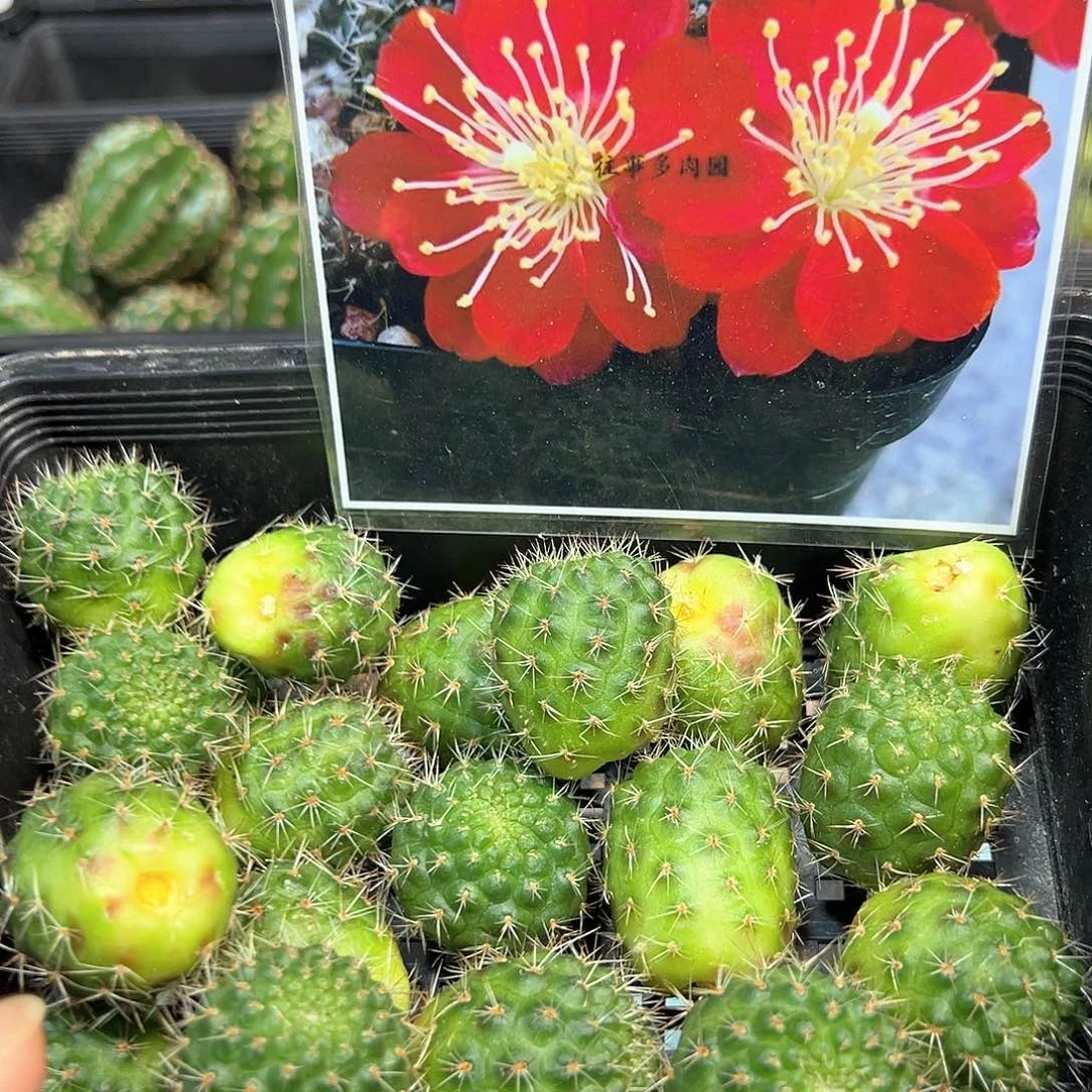 红梅宝山属侧芽一颗往事