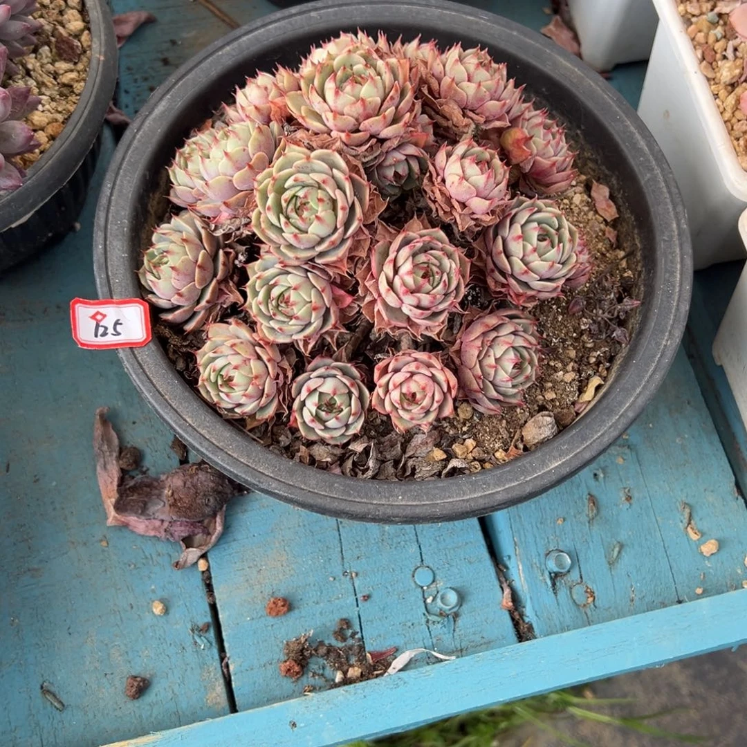 酒***计精品多肉植物老桩