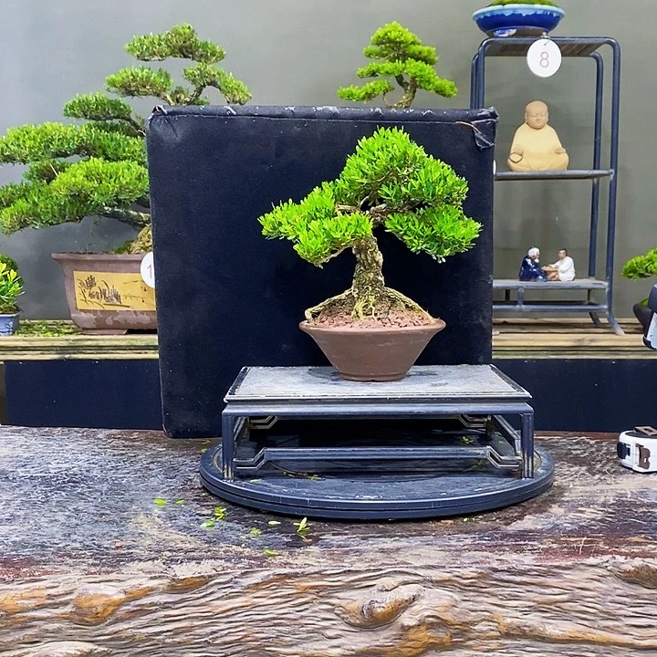 无花朵黄杨盆景四季常青