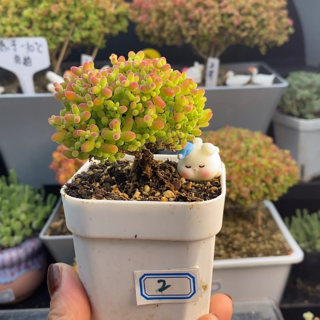 完全开放2号蜜橘糖球（6.5cm）