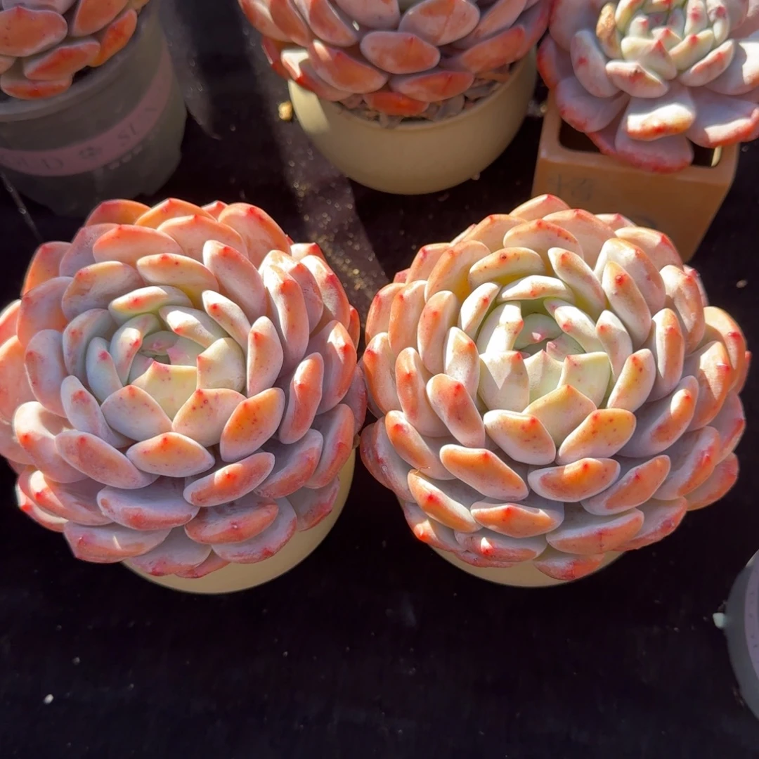 宝塔型单头，冠幅11-12，带盆发货