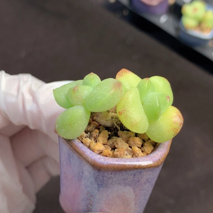 小脸冰玉石化锦 木质老桩