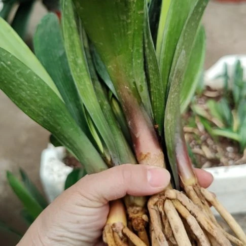 当前无花栽培后可以开花