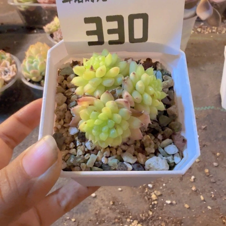 330、带盆带土发货